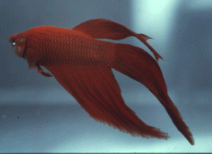 Red-Betta Red Betta 300x218 Fishstick